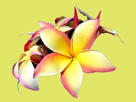 my inspriration for a tatoo